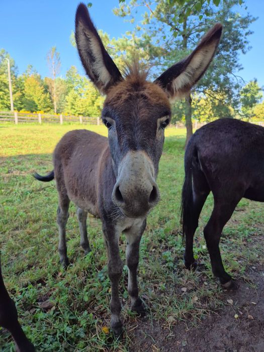Sprzedam osiołka, paszport, 9 miesięcy