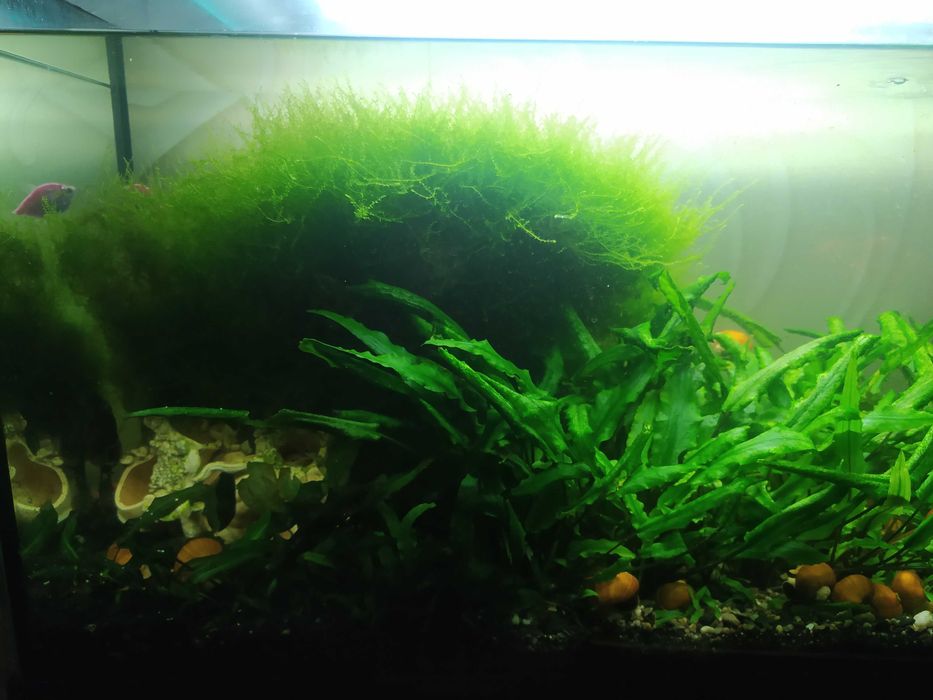 растения в аквариум (8 фото)