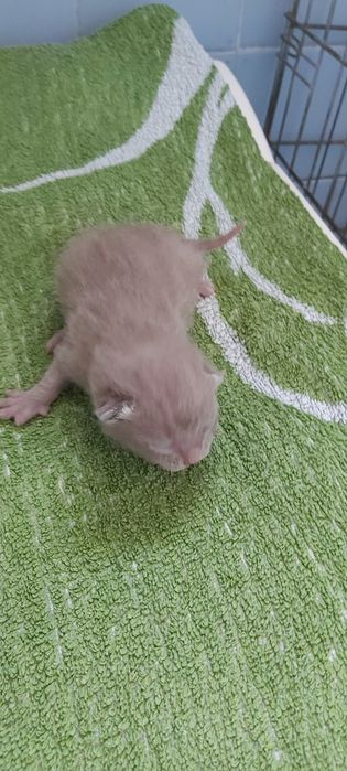 Бурманские котята  (бурма)