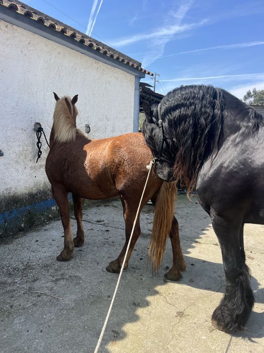 Cavalos frisios para reproducao