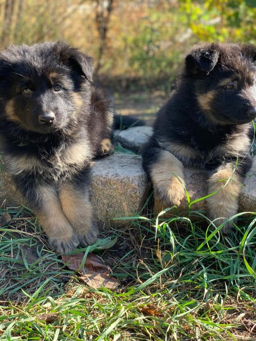 Продам щенков немецкой овчарки