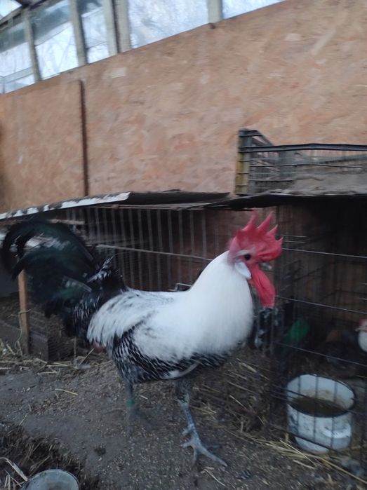 Brahma, Brakle,silki