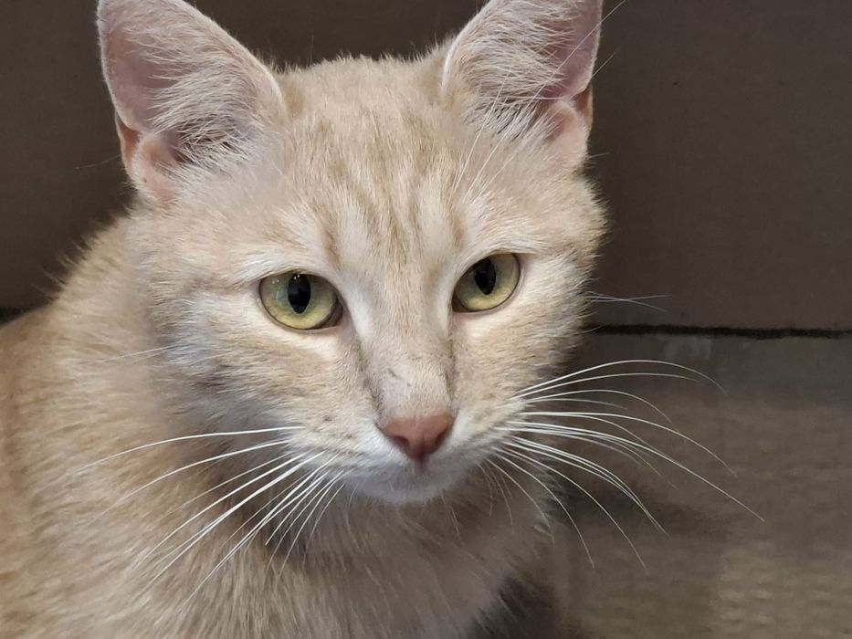 Bagietka - ruda piękność do adopcji