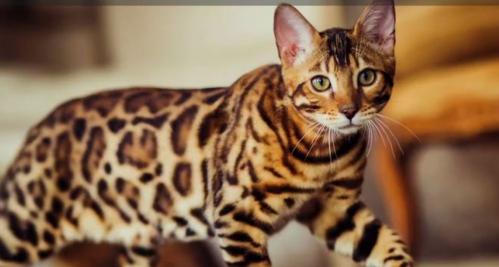 Котятки бенгалятки в любимци.Срочно