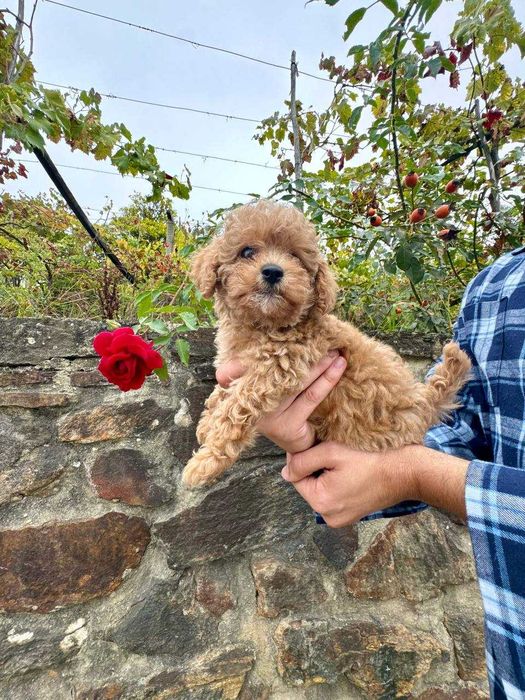 Toy Caniche Mini Femea Micro Menina Disponível