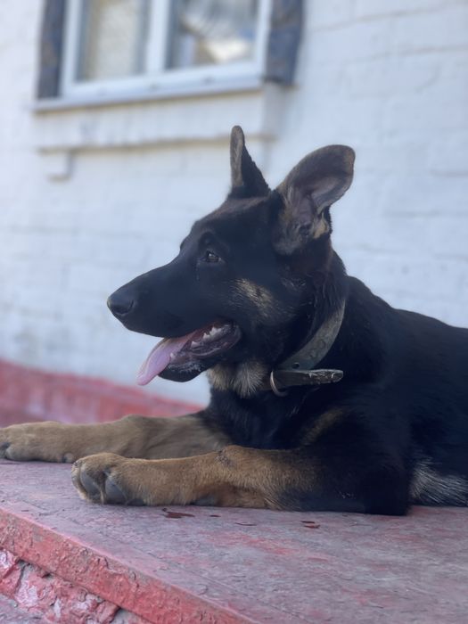 Німецька вівчарка цуценята дівчата КСУ п-к Голден Пак