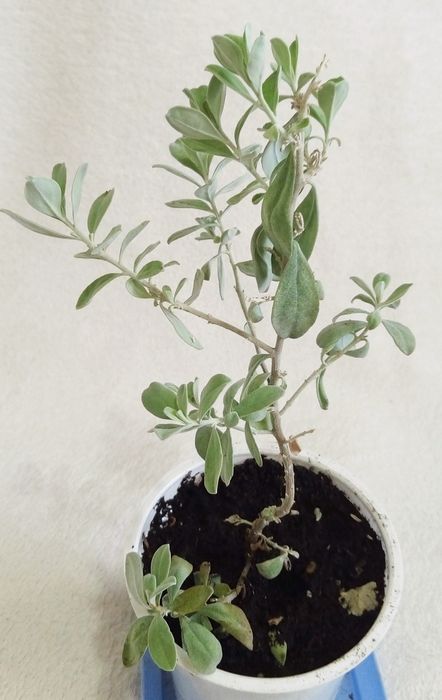 Леукофиллум кустарниковый