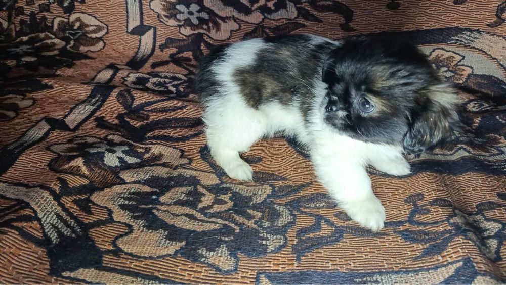 Прадаються дівчинка породи Пекінес