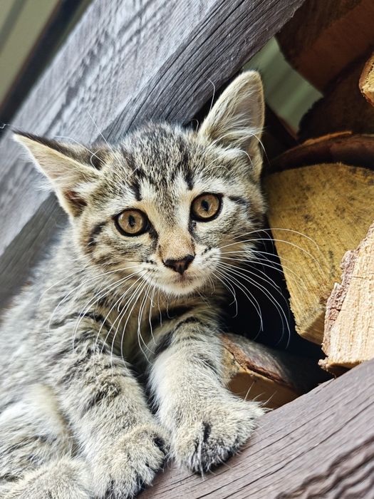 Кошеня в добрі руки
