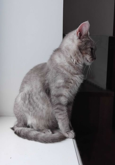 Унікальний Марті - метис Димчастої Австралійської кішки