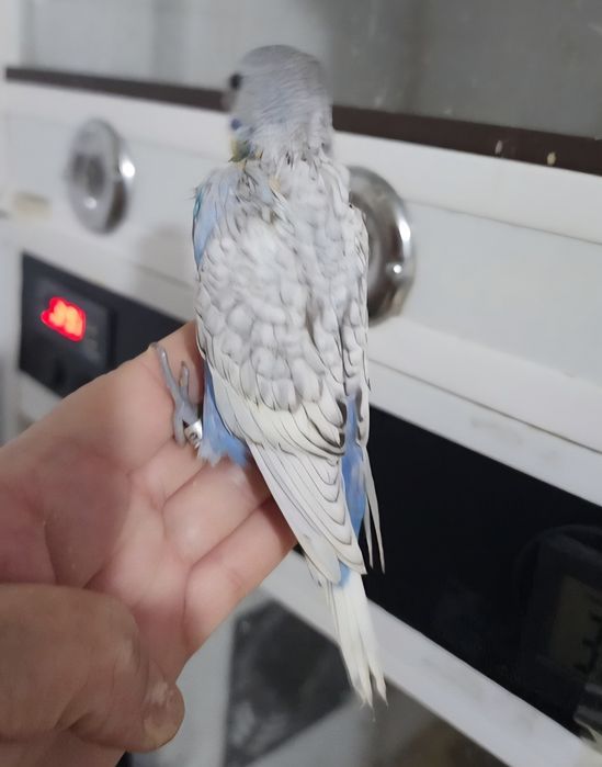 Piriquito 100% domesticado