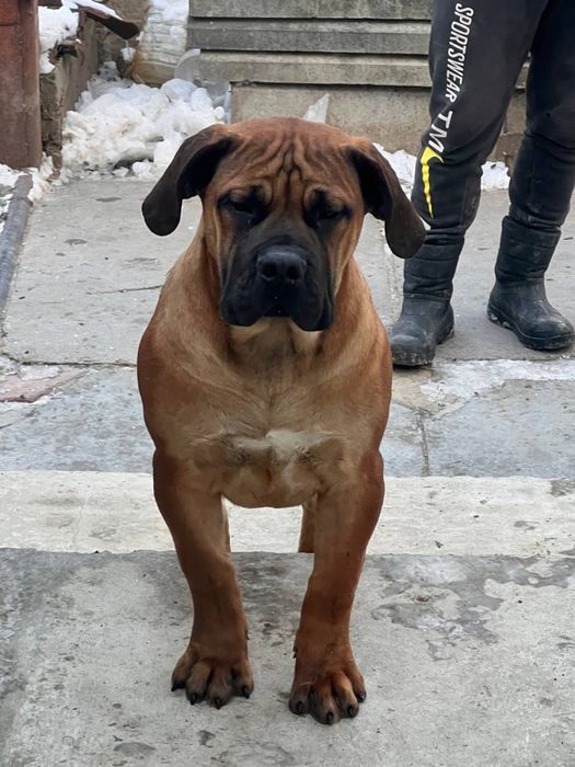 продам щенков бурбуль Африканский мастино 5 месяцев родословные ФЦИ