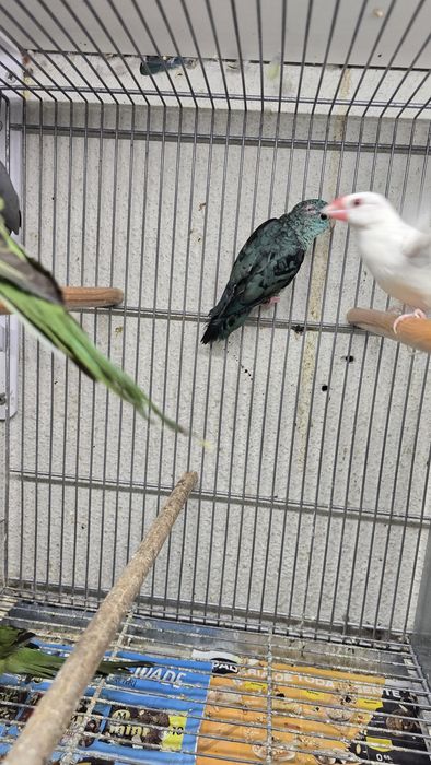 Javas e outras aves