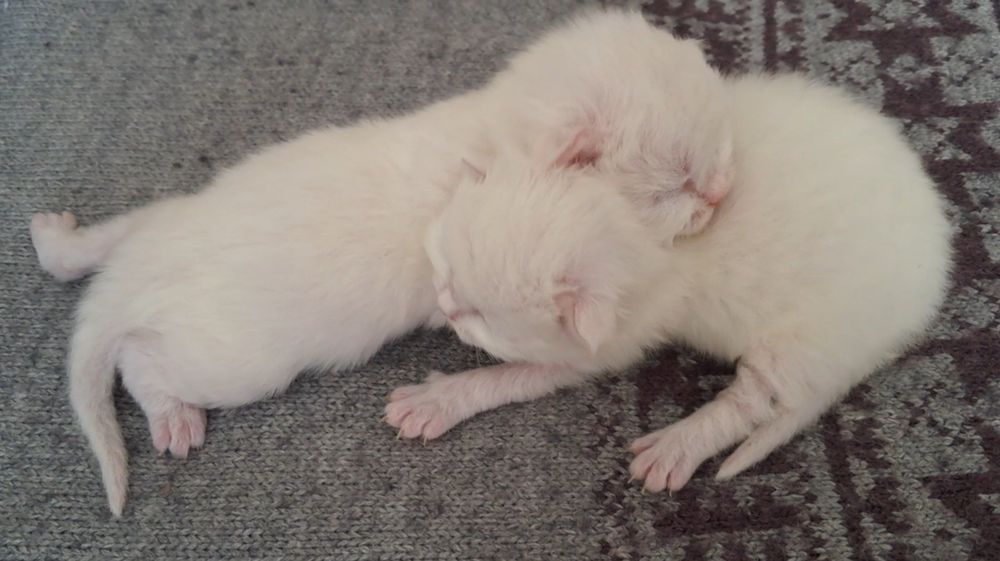 Невська маскарадна новонароджені кошенята. Бронь.