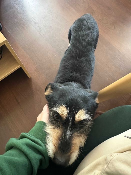 Joca, um verdadeiro companheiro de vida! | Adoção responsável Porto