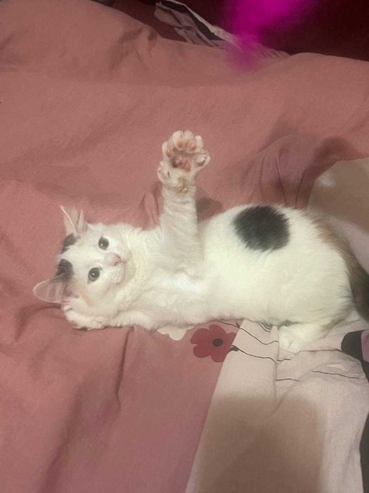 Отдам игривого котенка в добрые руки