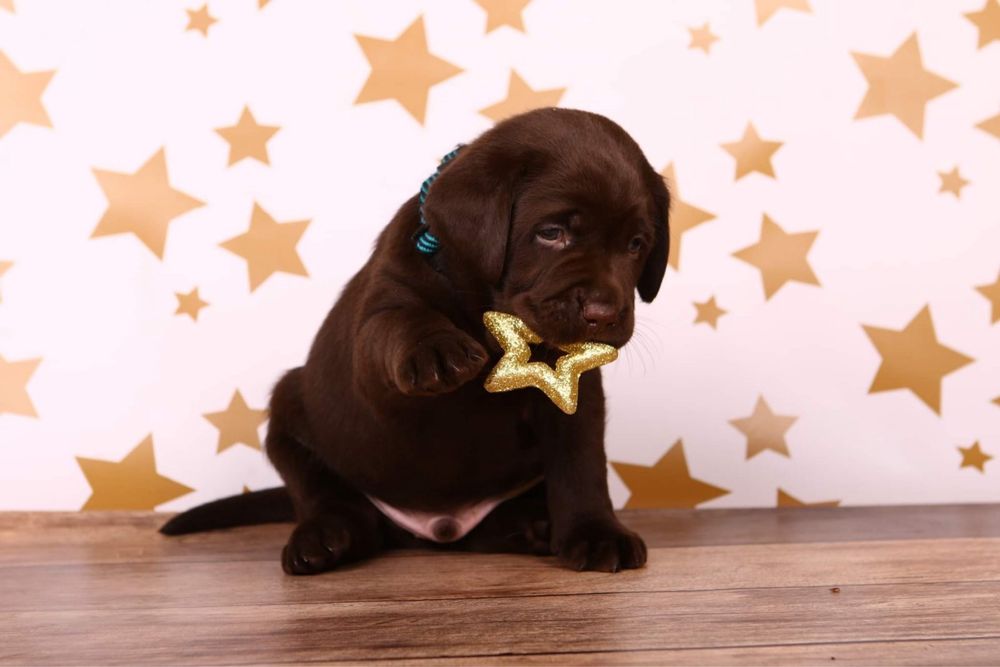 Лабрадор Дніпро родовід