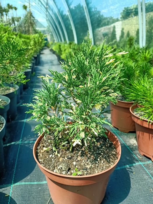 Ялівець горизонтальний Мінт Джулеп 'Mint Julep '  C1,5; P9