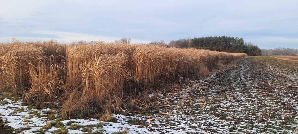 Sprzedam zbiór z plantacji Miskanta Olbrzymiego