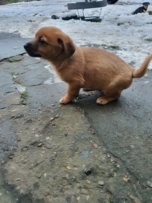 Młody piesek szczeniaczek