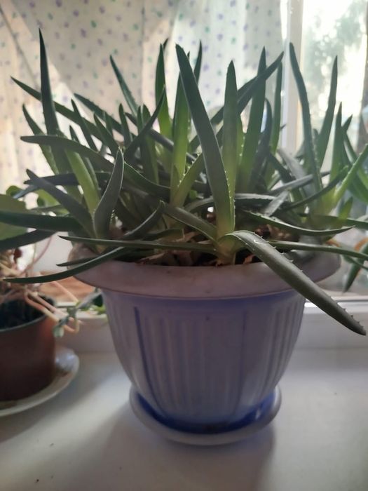 Алое Вера 8 років