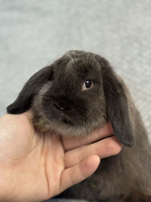 Karzełek tedi długowłosy,mini Lop króliczek ministurka