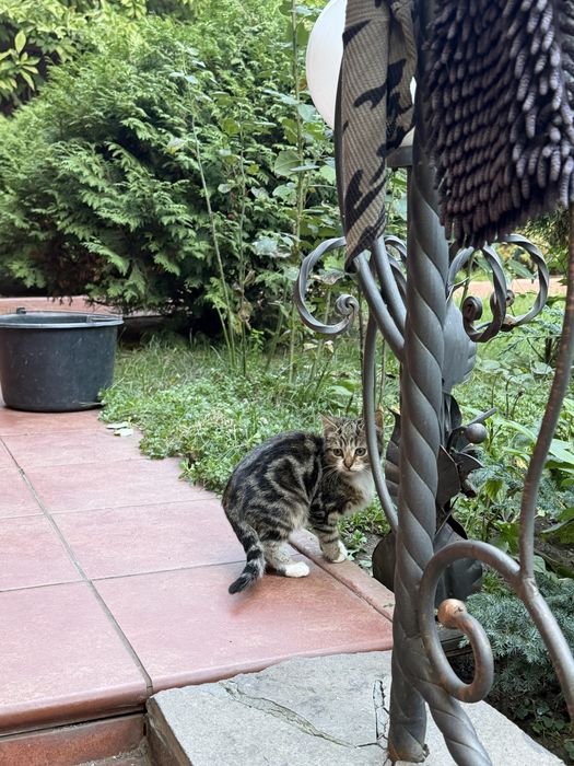Віддам котиків у гарні руки