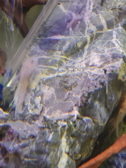 L144 Snow white long fin