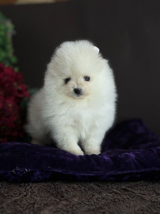 Мілашка померашка