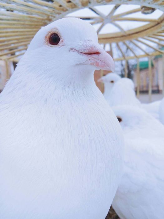 Аренду белые голуби Элиткласа почтовые спортивные