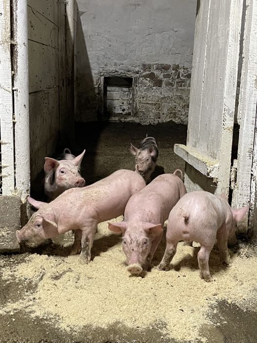Продаються поросята : Свиноматка Ф1, кнур Петрен, Дюрок, максимус