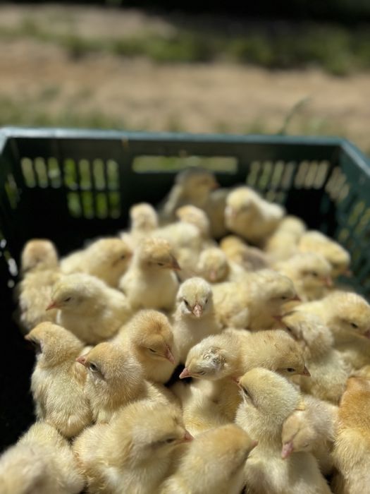 Петушки суточные, недельные