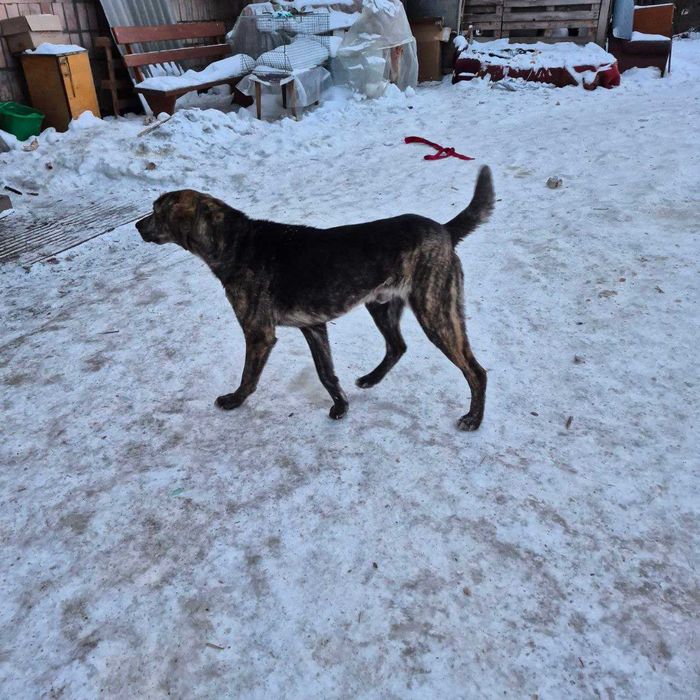 Безкоштовно прилаштовується молодий метис гончака Шиллера
