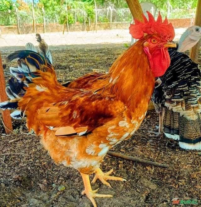 Vendo Galos Adultos Caseiros (Criação no Campo)