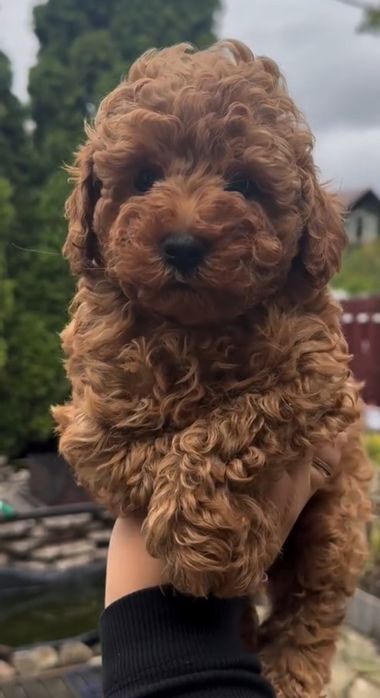 Розкішний малюк.     той пудель