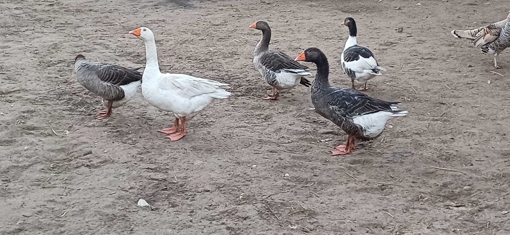 Sprzedam gęsi ,samice i samce