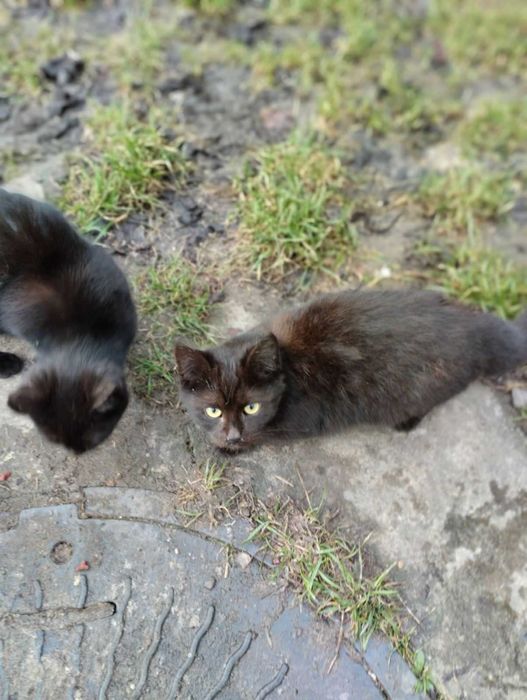 Віддаємо кошеня в добрі руки!!!