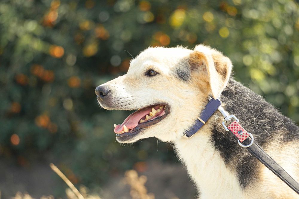 WINSTON - cudowny psi senior czeka na dom