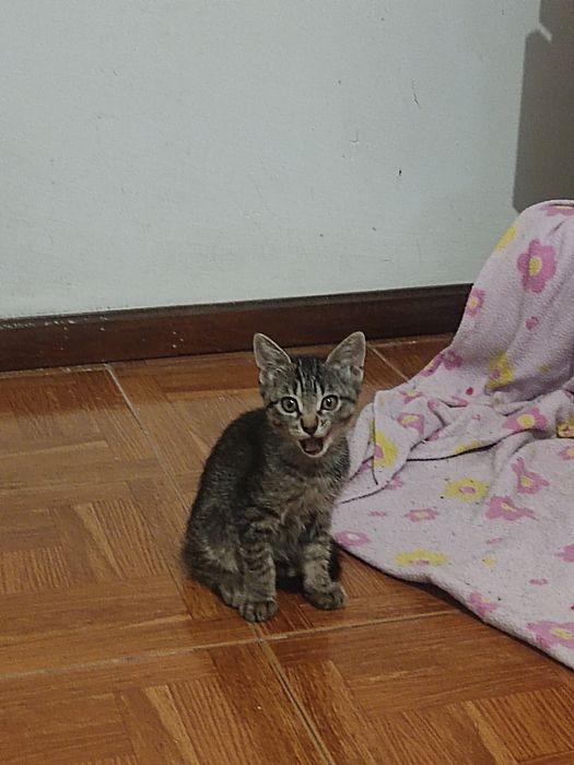 Gatinha bebê às riscas