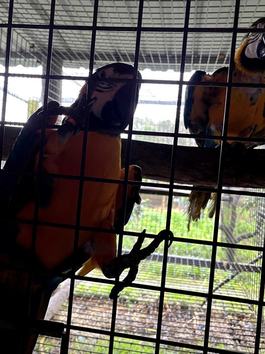 Araras Araraunas e Macau