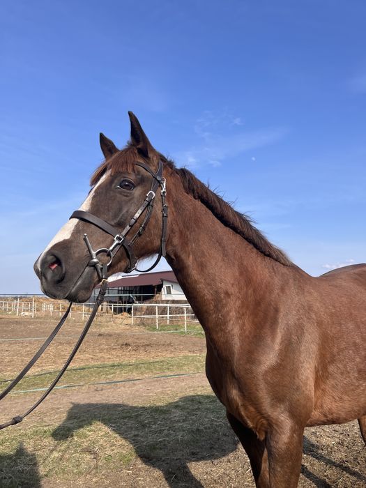 Klacz 147cm kuc gr. D