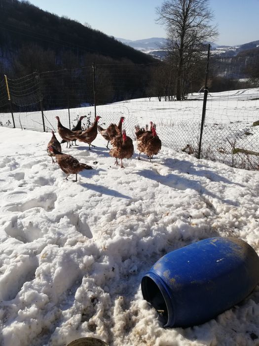 Indyczki 9 miesięczne