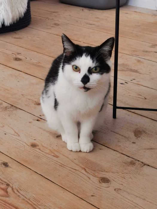 Kotka Niunia szuka domu