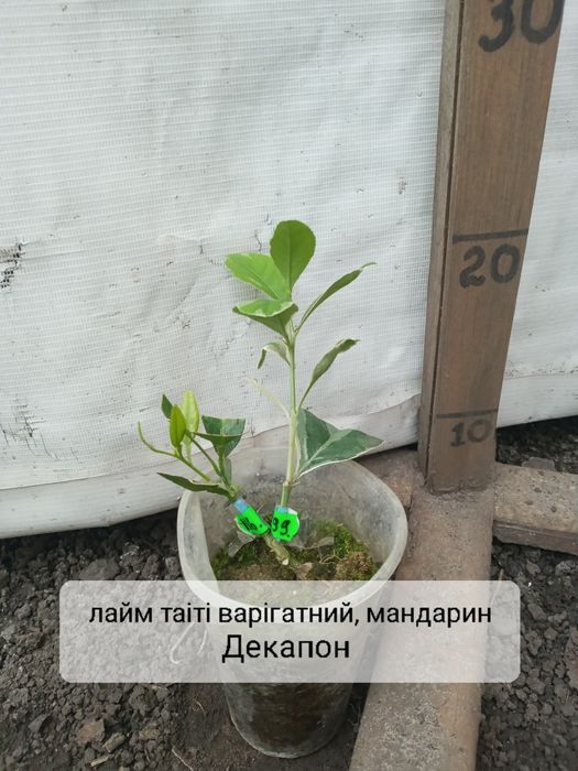 На 2 вида цитруси