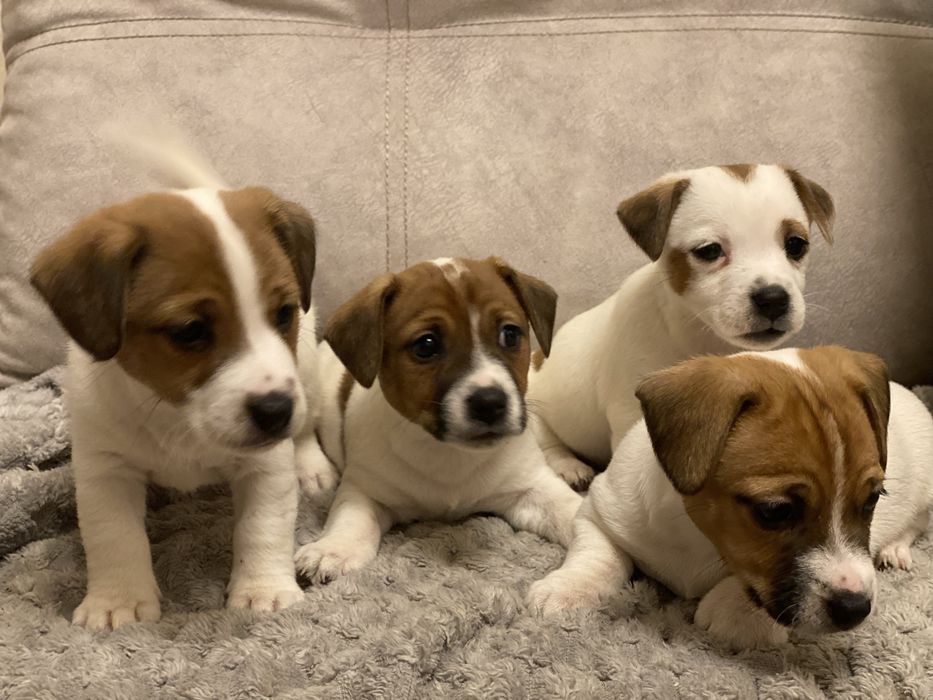 Джек-рассел терєр цуценята,  активні здорові