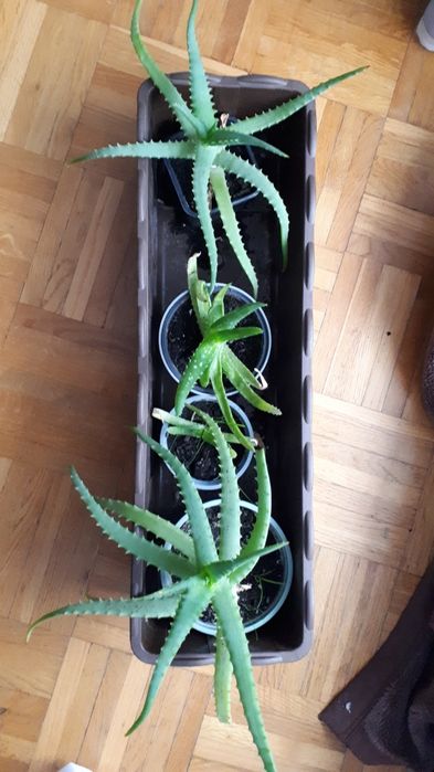 Aloes sadzonki zamienię