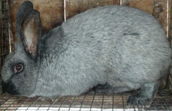 Продам кролі породи полтавське срібло