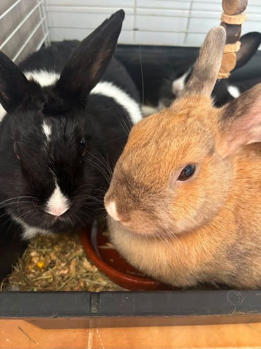 Coelhos anões para venda