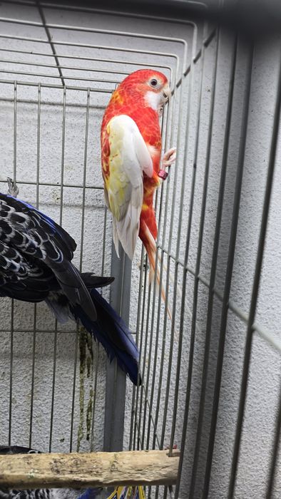 Roselias muito bonitas