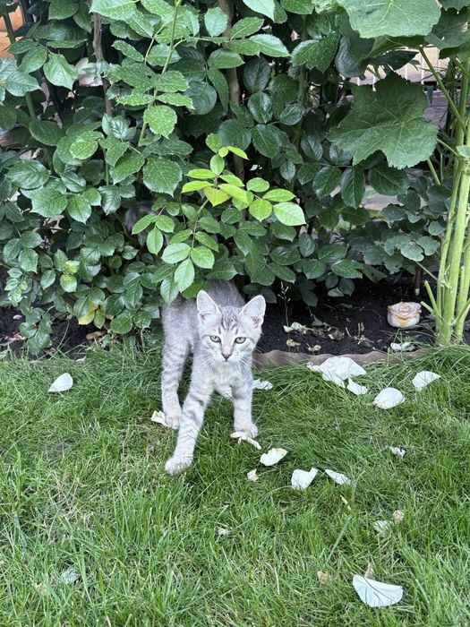 Віддаємо кошенят у хороші руки